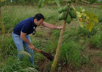 Mutirão vai identificar casos de mosaico e meleira do mamão no Norte do Estado