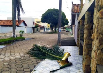 Palmeiras imperiais oferecem risco aos moradores em Montanha