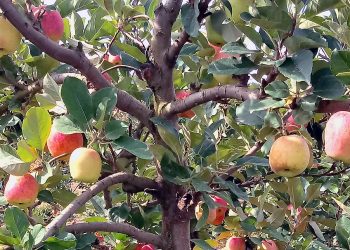 Produção agroecológica de maçã no Norte do Espírito Santo