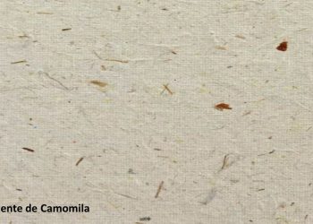 Estudantes de Pernambuco desenvolvem papel que vira planta