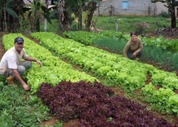 Atendimento remoto do Incaper preserva os agricultores capixabas