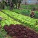 Atendimento remoto do Incaper preserva os agricultores capixabas