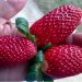 Incaper faz experiência com cultivo orgânico de morango em Montanha