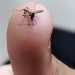 Espírito Santo registra mais de 12 mil casos de chikungunya