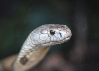 Estudante picado por cobra naja foi preso no DF