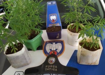 Polícia Militar apreende plantação de maconha durante patrulhamento em São Gabriel da Palha