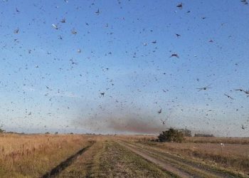 Mapa diz que não há indicação de nuvem de gafanhoto vir para o Brasil