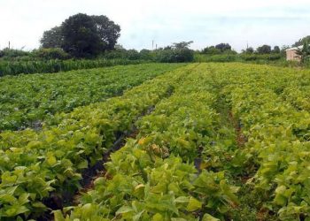 Senado aprova auxílio financeiro para agricultores familiares