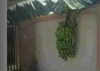 O que fazer quando a árvore do vizinho invade o meu terreno?