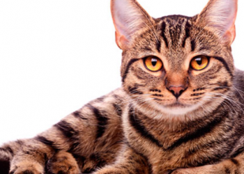 Brasil registra primeiro caso confirmado de gato com Covid-19