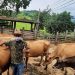Plano para melhora e sustentabilidade da pecuária de leite é desenvolvido no Estado