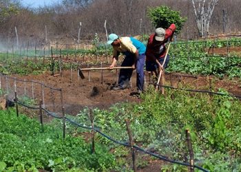 Pequena propriedade rural é impenhorável mesmo se for garantia de empréstimo