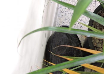 Cuidados de limpeza em casa evitam proliferação do Aedes aegypti
