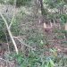 Equipe do Parque Estadual de Itaúnas realiza controle de plantas exóticas invasoras