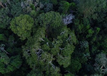 Governo autoriza apoio da Força Nacional ao ICMBio na Amazônia