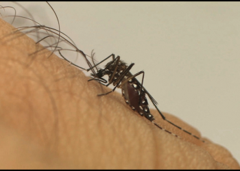 Aedes aegypti: saiba como reconhecer sintomas das doenças transmitidas pelo mosquito