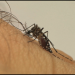 Aedes aegypti: saiba como reconhecer sintomas das doenças transmitidas pelo mosquito