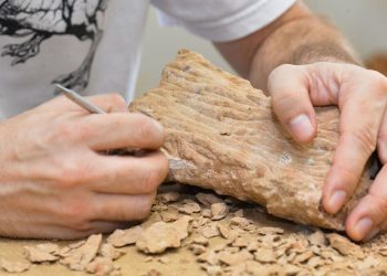 Dinossauros podiam viver no Ártico o ano inteiro, mostra estudo