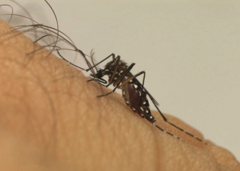 Conheça as características do Aedes aegypti