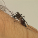Conheça as características do Aedes aegypti