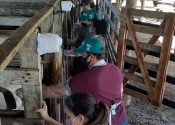 Mulheres marcam presença em curso de Inseminação Artificial de Bovinos