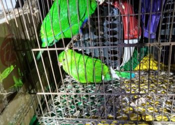 Preso no Rio grupo que transportava mais de 100 animais silvestres