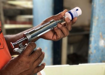 Campanha de vacinação contra febre aftosa começa na próxima segunda-feira