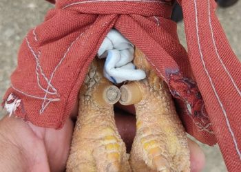 Pela terceira vez em uma semana, polícia fecha rinha de galos e apreende animais no ES