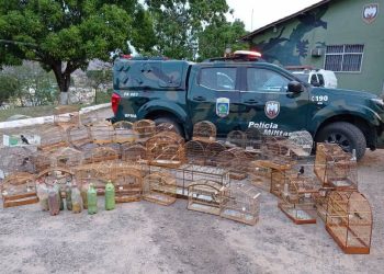 BPMA apreende pássaros silvestres mantidos em cativeiro no interior do estado