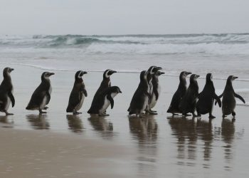 Número de pinguins na costa brasileira é 20% maior em 2021