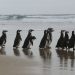 Número de pinguins na costa brasileira é 20% maior em 2021
