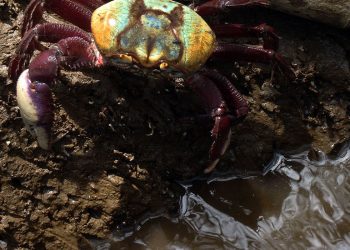 Geral Aplicativo ajuda a preservar caranguejo-uçá durante acasalamento