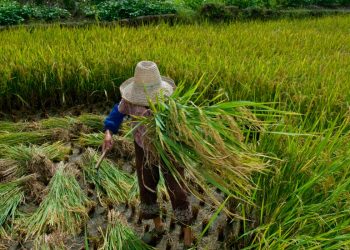 Ministério Público resgatou 1,6 mil pessoas em situação de escravidão