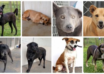 Conheça alguns dos mais de 200 animais que estão à espera de um dono na Grande Vitória