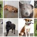 Conheça alguns dos mais de 200 animais que estão à espera de um dono na Grande Vitória