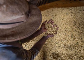 Safra de grãos chegará a 261,6 milhões de toneladas em 2022, diz IBGE