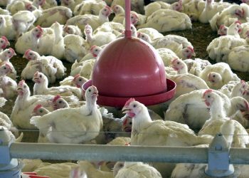 Brasil registra recorde no abate de frangos em 2021