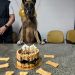Cão policial Eudis completa 10 anos na PMES