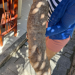 Mandioca de 9 kg é colhida em quintal no ES