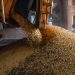 Produção agrícola em 2021 bate novo recorde e atinge R$ 743,3 bilhões
