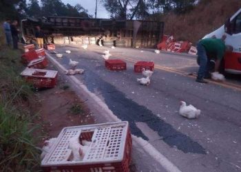 Após acidente com caminhão carregado de frangos aves ficam espalhadas na pista
