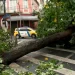Chuva derruba árvore, interdita rua e provoca alagamentos na Grande Vitória