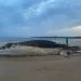 Baleia jubarte de 5 toneladas é encontrada morta no litoral capixaba