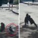 Corvo irritante faz dois gatos brigarem e assiste a tudo de camarote