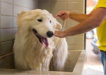 Banho em cachorro: saiba qual é a frequência ideal