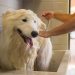 Banho em cachorro: saiba qual é a frequência ideal