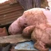 Chuva deixa uma criança morta e mais de 1,6 mil pessoas fora de casa no ES
