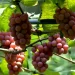 Cultivo de uva em regiões quentes: produtores de Guarapari já fazem primeiras colheitas