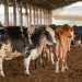Vendas de carne bovina à China são suspensas após caso de vaca louca