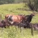 Bois mortos por raios: veterinário dá dicas para evitar perdas
